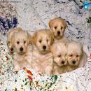 Perros Tiernos