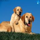 Perros Tiernos