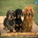 Perros Tiernos