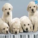 Perros Tiernos