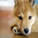Perros Tiernos