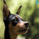 Perros Tiernos