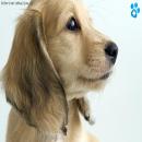 Perros Tiernos