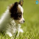 Perros Tiernos