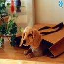 Perros Tiernos