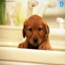 Perros Tiernos