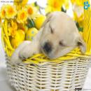 Perros Tiernos