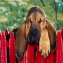 Perros Tiernos