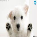 Perros Tiernos