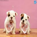 Perros Tiernos