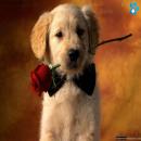 Perros Tiernos
