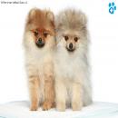 Perros Tiernos