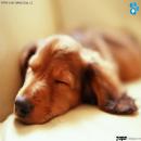 Perros Tiernos