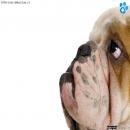 Perros Tiernos