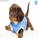 Perros Tiernos