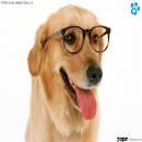 Perros Tiernos