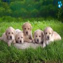 Perros Tiernos