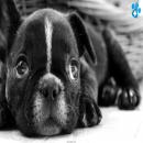 Perros Tiernos