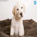 Perros Tiernos