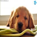 Perros Descansando