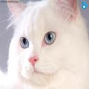 Gatos Blancos